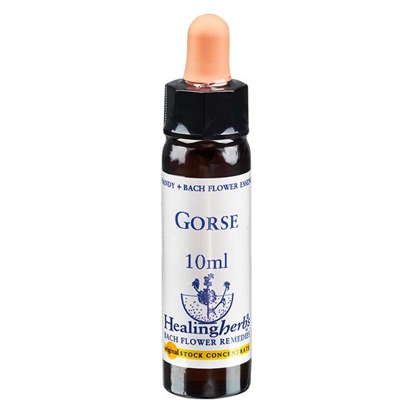 13 Gorse, 10ml Essenz, Healing Herbs