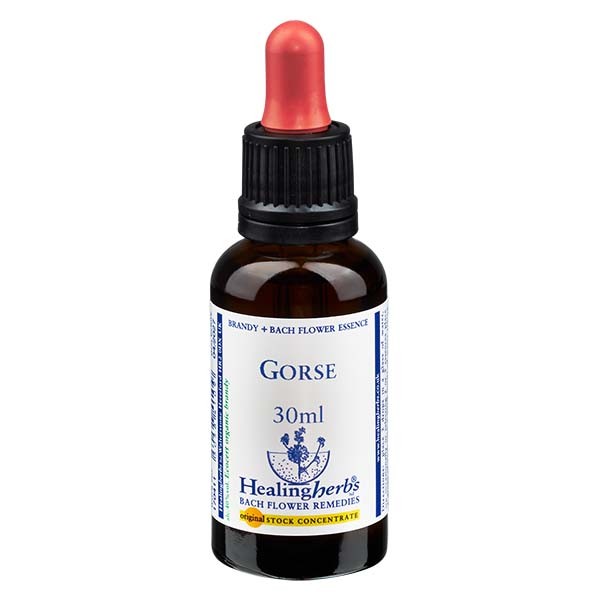 13 Gorse, 30ml Essenz, Healing Herbs